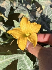 Cucurbita palmata
