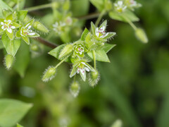 Stellaria media