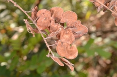 Hegnera obcordata