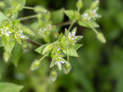 Stellaria media