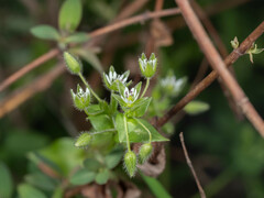 Stellaria media