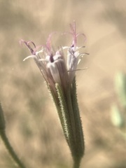 Palafoxia arida