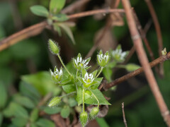 Stellaria media