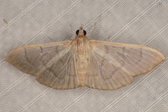 Poliobotys ablactalis