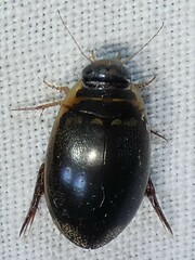 Thermonectus basillaris basillaris