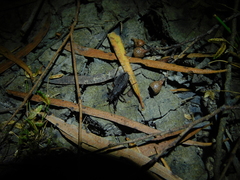 Peirates fuliginosus