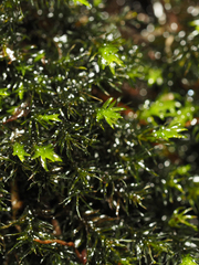 Racomitrium aciculare