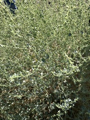 Dicoria canescens