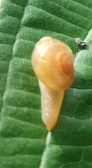 Helicarion perfragilis