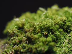 Plenogemma phyllantha