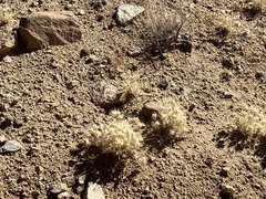 Dasyochloa pulchella