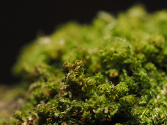 Plenogemma phyllantha