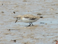 Calidris minuta