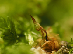 Orthotrichum pulchellum