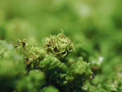 Plenogemma phyllantha