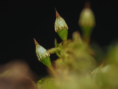 Orthotrichum pulchellum