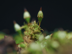 Orthotrichum pulchellum