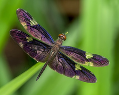 Rhyothemis princeps