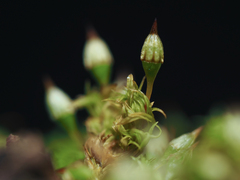 Orthotrichum pulchellum