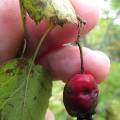 Crataegus macrosperma