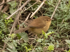 Prinia inornata