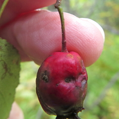 Crataegus macrosperma