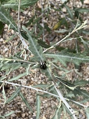 Zygogramma tortuosa