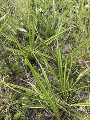 Hypoxis hemerocallidea