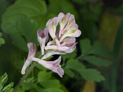 Corydalis edulis