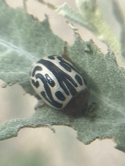 Zygogramma tortuosa