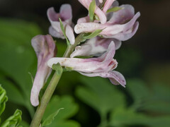 Corydalis edulis