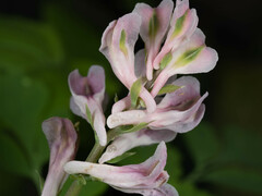Corydalis edulis