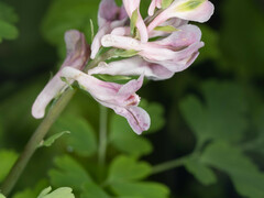 Corydalis edulis