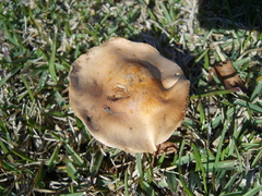 Basidiomycota