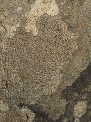 Arthonia phaeobaea
