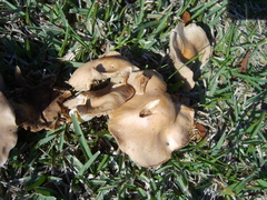 Basidiomycota