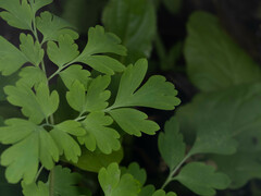 Corydalis edulis