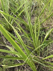 Hypoxis hemerocallidea
