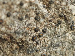 Arthonia phaeobaea
