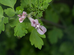 Corydalis edulis