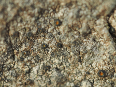 Arthonia phaeobaea