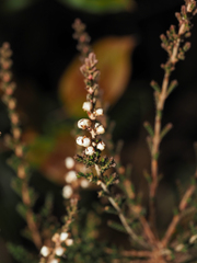 Calluna vulgaris