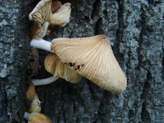 Basidiomycota