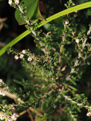 Calluna vulgaris