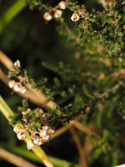 Calluna vulgaris
