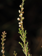 Calluna vulgaris