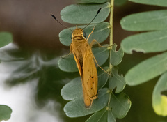 Cephrenes trichopepla