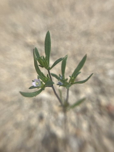 Image of Nama dichotoma by no rights reserved