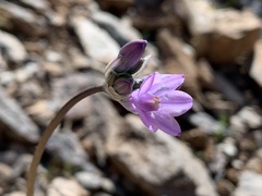 Dipterostemon capitatus pauciflorus