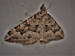 Epyaxa agelasta